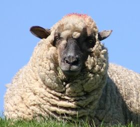 dasschaf.jpg